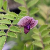Chickpea (Cicer arietinum) flower