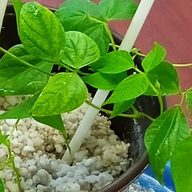 Common bean (Phaseolus vulgaris) seedling