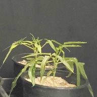 Cowpea (Vigna unguiculata) plants in the growth room