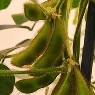 Soybean (Glycine max) pods