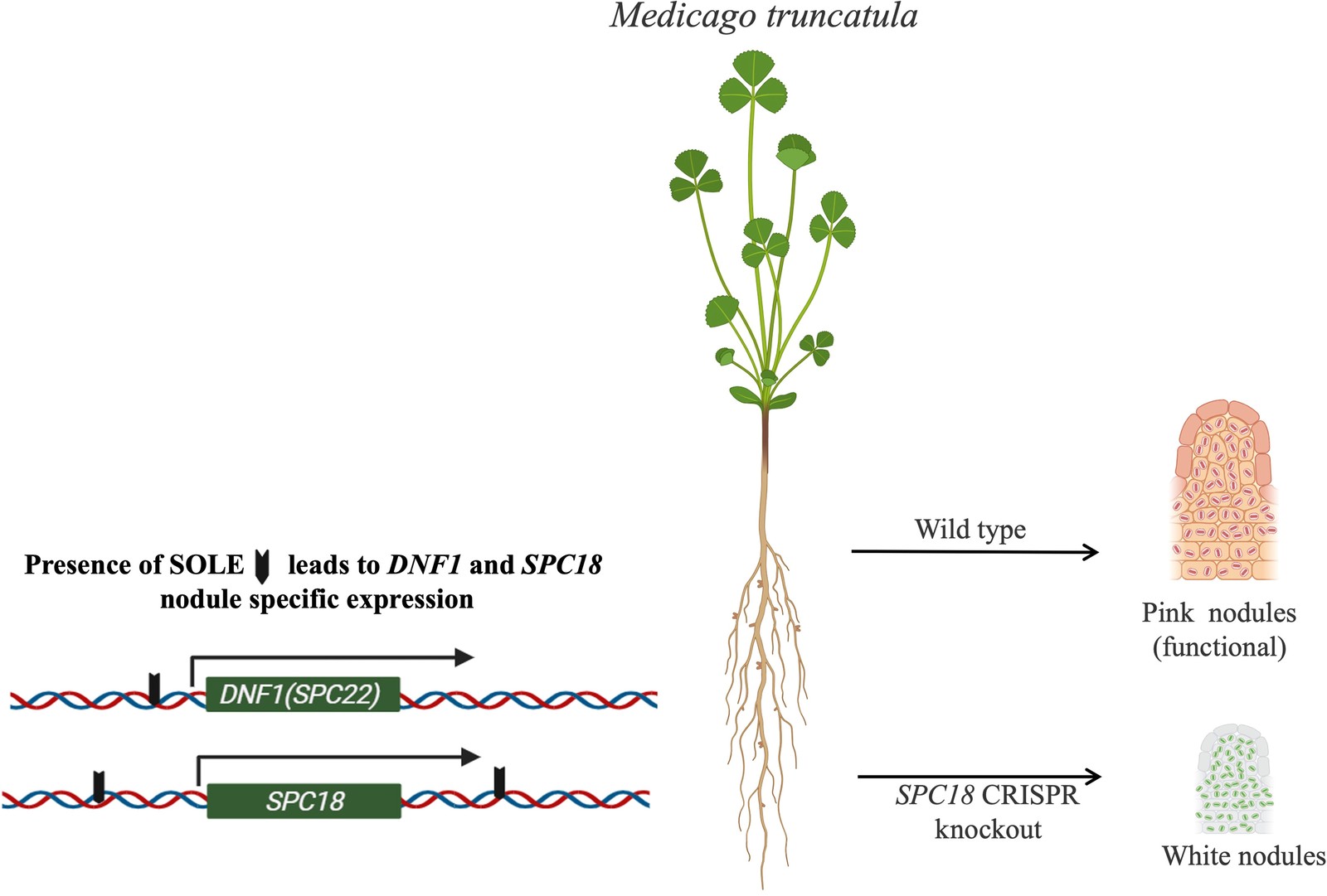 In Medicago truncatula the SOLE element drives nodule-specific expression of DNF1 (SPC22) and SPC18; wild-type plants form pink functional nodules while SPC18 CRISPR knockout produces white non-functional nodules