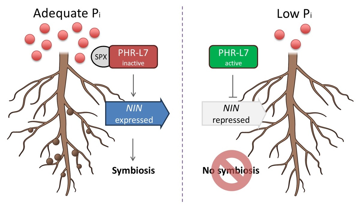 Adequate Pi: SPX sequesters PHR-L7 and NIN is expressed, enabling symbiosis. Low Pi: PHR-L7 is active, NIN is repressed, no symbiosis.