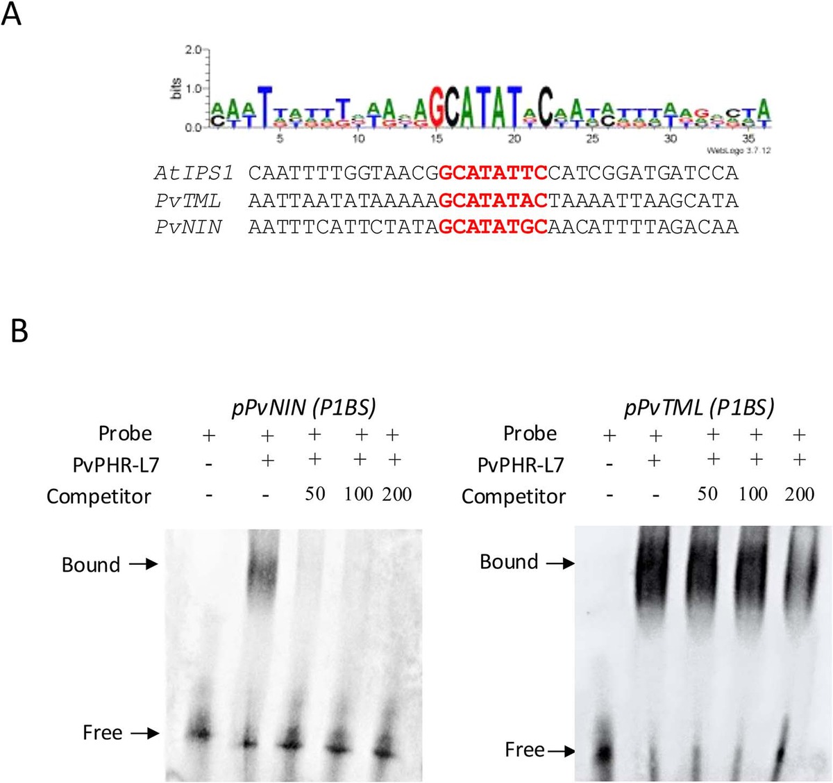 EMSA: recombinant PvPHR-L7 binds P1BS motifs in PvNIN and PvTML promoters (Singh et al. 2025, Fig. 5)