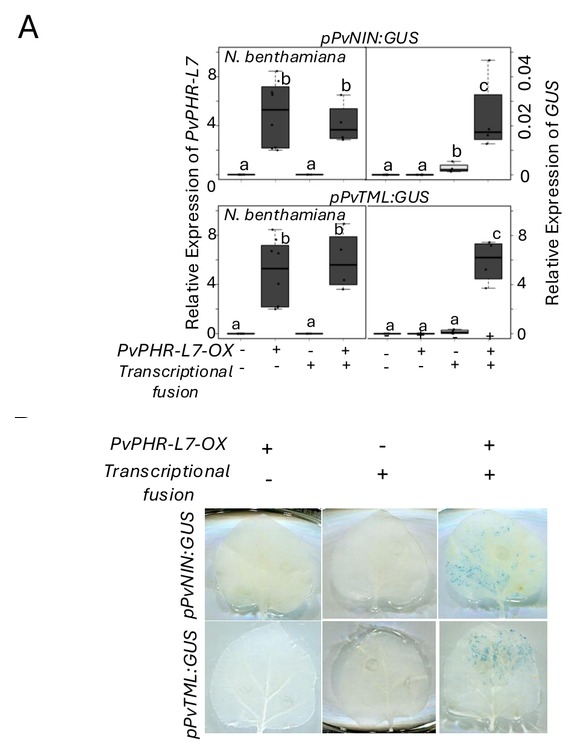 Transactivation: PvPHR-L7 activates pPvNIN:GUS and pPvTML:GUS in N. benthamiana leaves (Singh et al. 2025, Fig. S8)